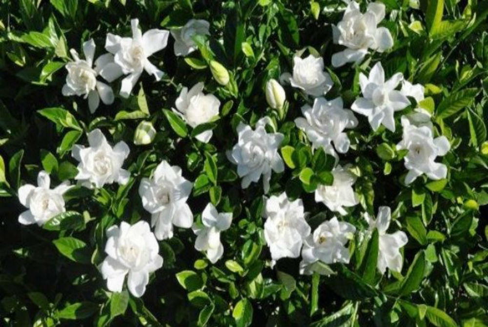 jpeggardenia